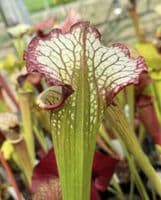 HC213 Rita x Leah select