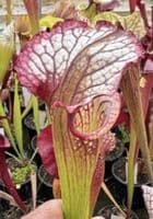 HC213 Rita x Leah select