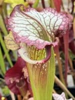 HC213 Rita x Leah select