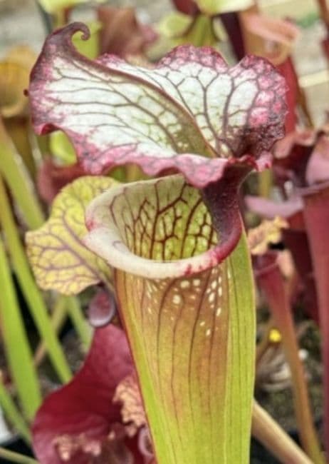 HC213 Rita x Leah select