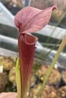 ipA01 S.alata-Red Lid/Tube