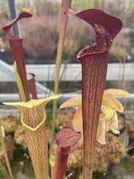 ipA01 S.alata-Red Lid/Tube