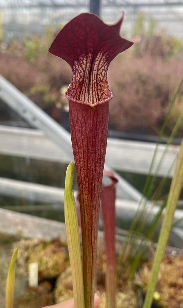 ipA01 S alata-Red Lid/Tube