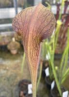 ipa011 S.alata-Red Upper Tube/Lid