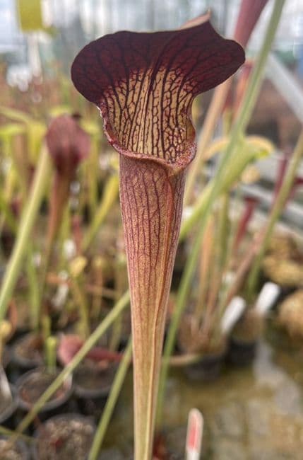 ipa011 S.alata-Red Upper Tube/Lid