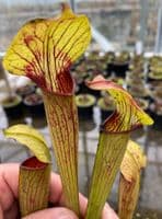 ipA24 Sarracenia alata - Heavy Vein