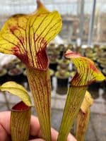 ipA24 Sarracenia alata - Heavy Vein