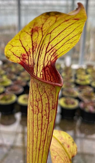 ipA24 Sarracenia alata - Heavy Vein