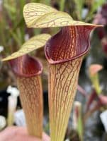 ipA27 Sarracenia alata - Red Throat