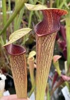 ipA27 Sarracenia alata - Red Throat
