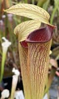 ipA27 Sarracenia alata - Red Throat