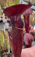 ipA27 Sarracenia alata - Red Throat