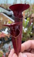 ipA27 Sarracenia alata - Red Throat