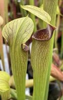 ipA27 Sarracenia alata - Red Throat