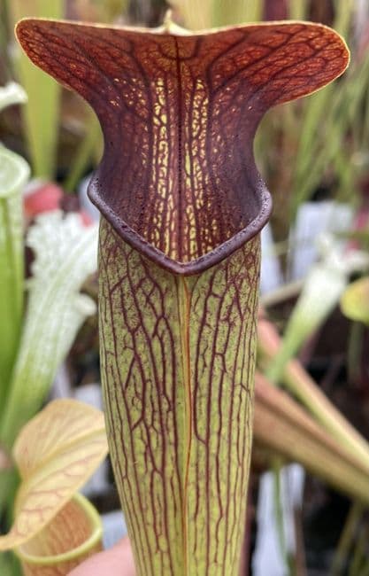 ipA27 Sarracenia alata - Red Throat