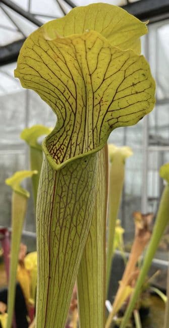 iPA29b S.alata Whites crossing