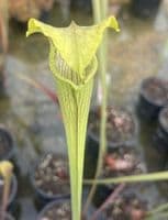 ipA29f S.alata-Giant green