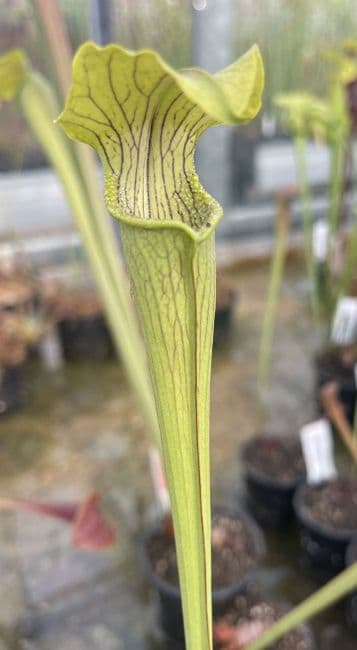 ipA29f S.alata-Giant green