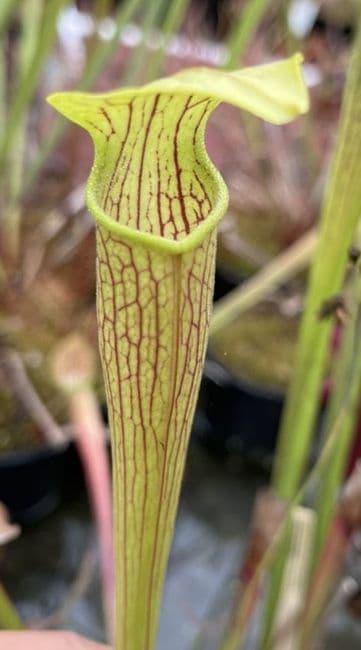 ipA32 Sarracenia alata - ex marsto Exotics