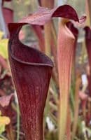 ipA34 Sarracenia alata - Very Large Form