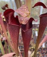 ipA34 Sarracenia alata - Very Large Form