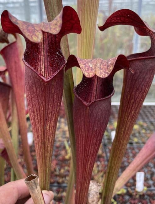 ipA34 Sarracenia alata - Very Large Form