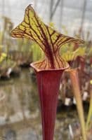 IPF24 S.flava var rubricorpra