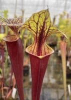 IPF24 S.flava var rubricorpra