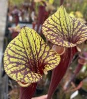 IPF24 S.flava var rubricorpra