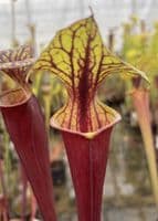 IPF24 S.flava var rubricorpra