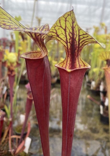 IPF24 S.flava var rubricorpra