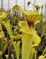 IPF47 Sarracenia flava var flava-Giant