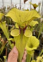 IPF47 Sarracenia flava var flava-Giant