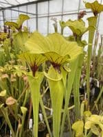 IPF47 Sarracenia flava var flava-Giant