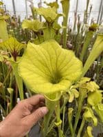 IPF47 Sarracenia flava var flava-Giant