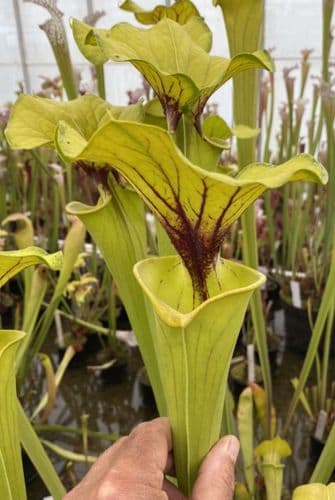 IPF47 Sarracenia flava var flava-Giant