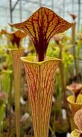 iPF63 Sarracenia  flava var cuprea