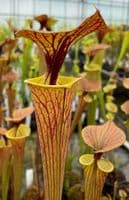 iPF63 Sarracenia  flava var cuprea