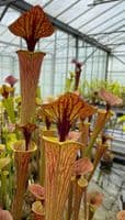 iPF63 Sarracenia  flava var cuprea