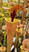 iPF63 Sarracenia  flava var cuprea