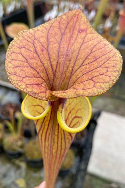 iPF63 Sarracenia  flava var cuprea