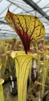 ipF70 Sarracenia flava var flava