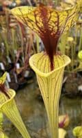 ipF70 Sarracenia flava var flava