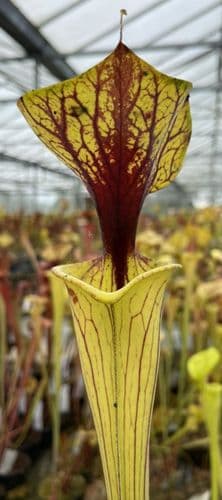 ipF70 Sarracenia flava var flava