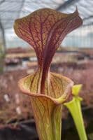 iPF96 Sarracenia flava atropurpurea