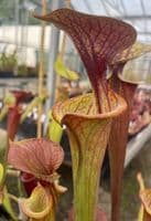 iPF96 Sarracenia flava atropurpurea