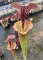 iPF96 Sarracenia flava atropurpurea