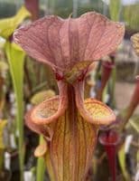 iPF96 Sarracenia flava atropurpurea