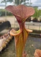 iPF96 Sarracenia flava atropurpurea
