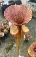 iPF96 Sarracenia flava atropurpurea